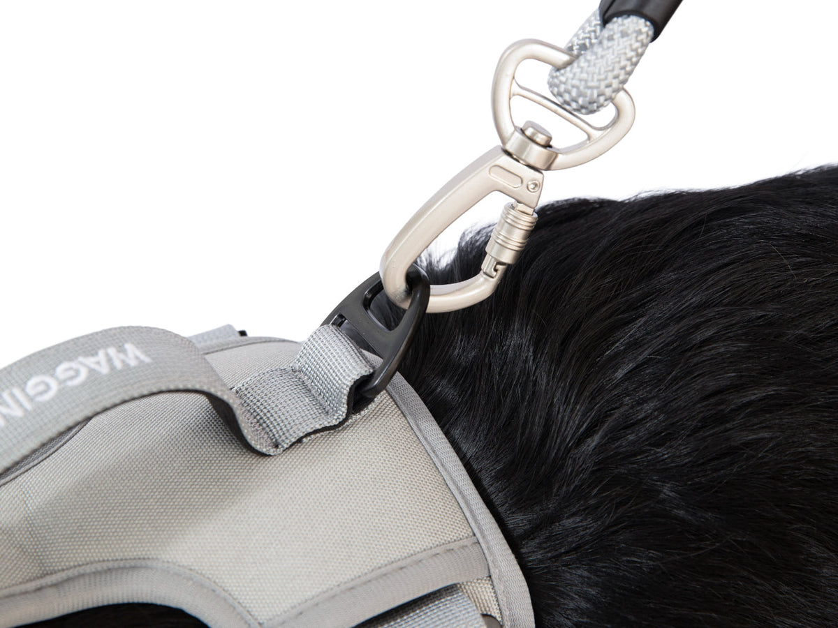 Wagging Rights Adjustable Harness