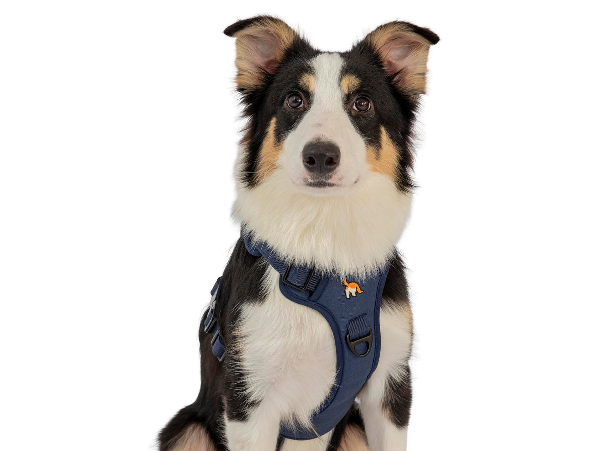 Wagging Rights Adjustable Harness