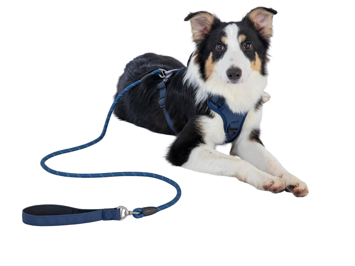 Wagging Rights Lead