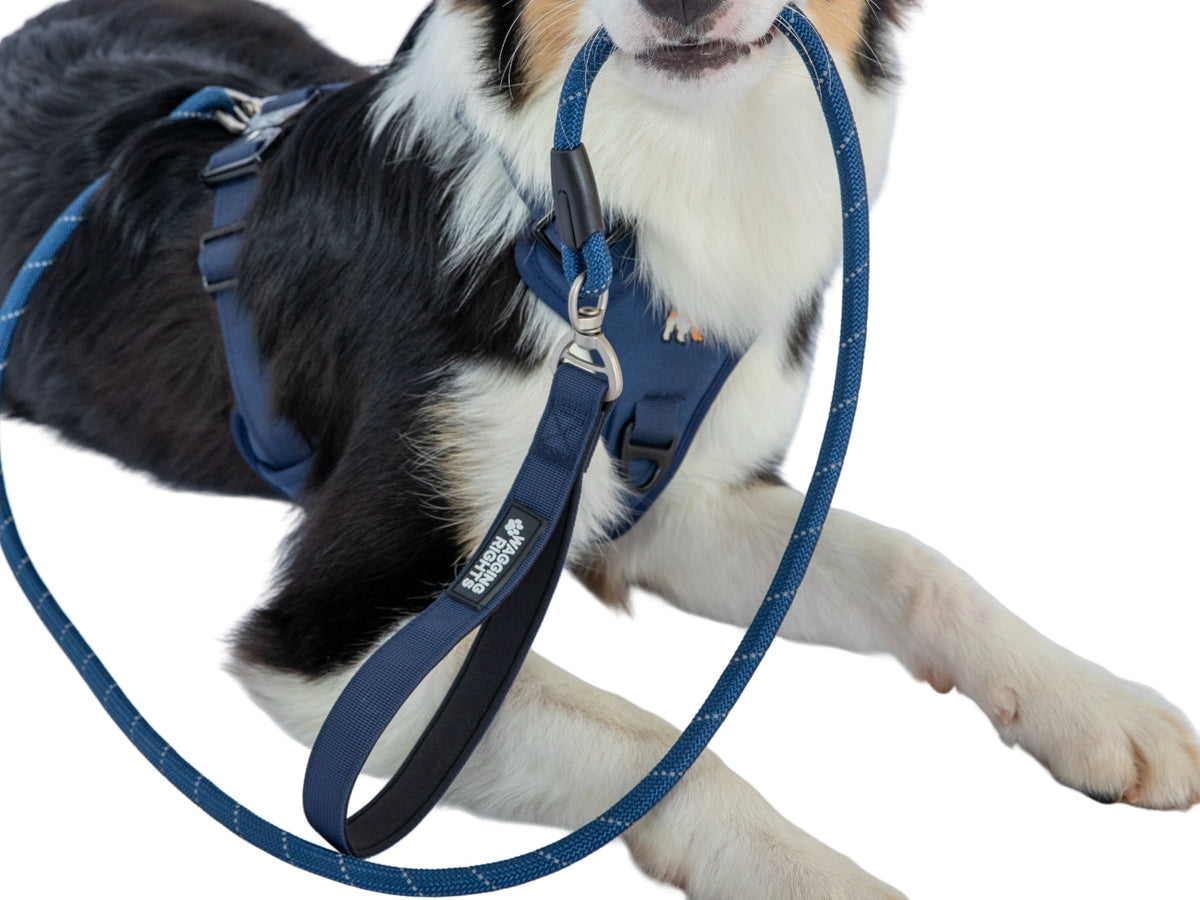 Wagging Rights Lead