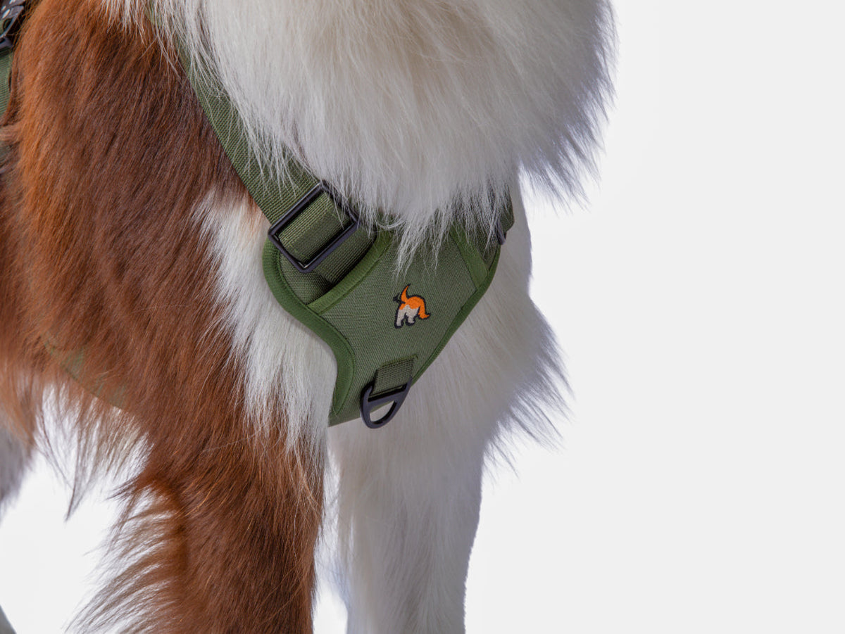 Wagging Rights Adjustable Harness