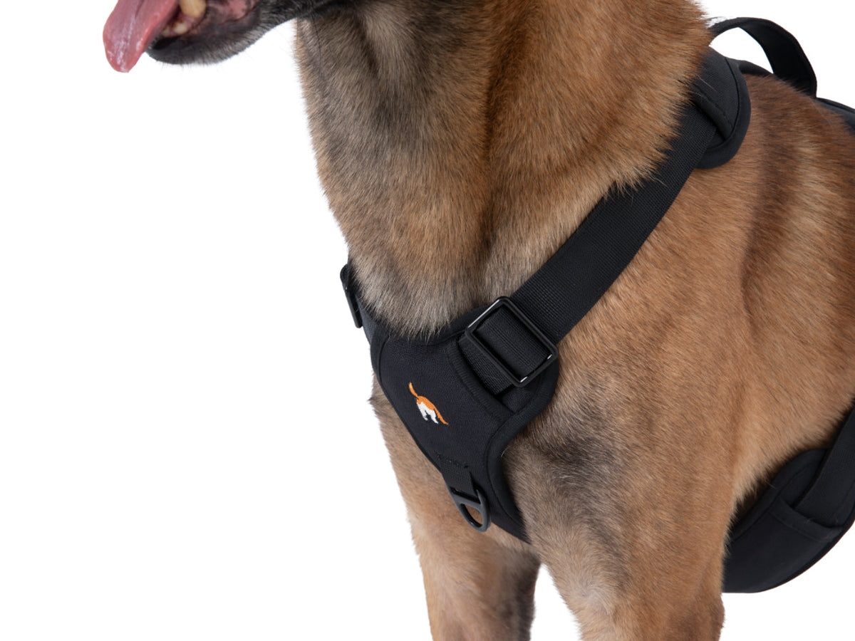 Wagging Rights Adjustable Harness