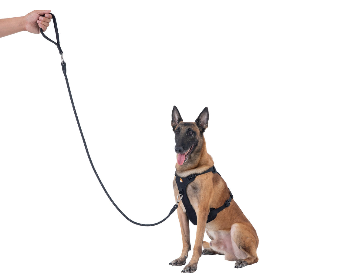 Wagging Rights Lead