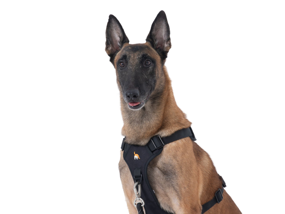 Wagging Rights Adjustable Harness