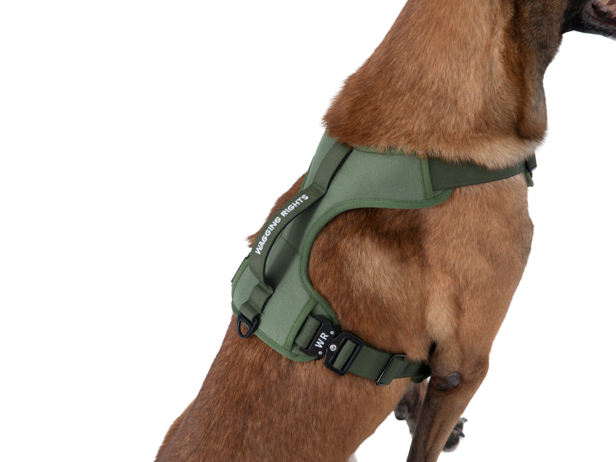 Wagging Rights Adjustable Harness